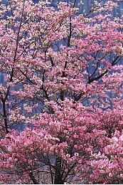 雲豹娛樂盛大參與 2025 台北國際電玩展公開第二波舞台活動內容